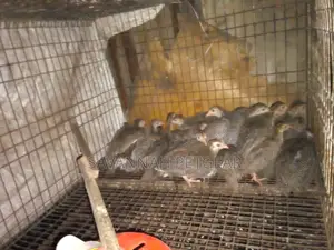 Mature and Laying Dotty Guinea Fowls for Sale - Pairs