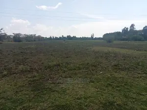 Rabuor Plots (0.2 HA)