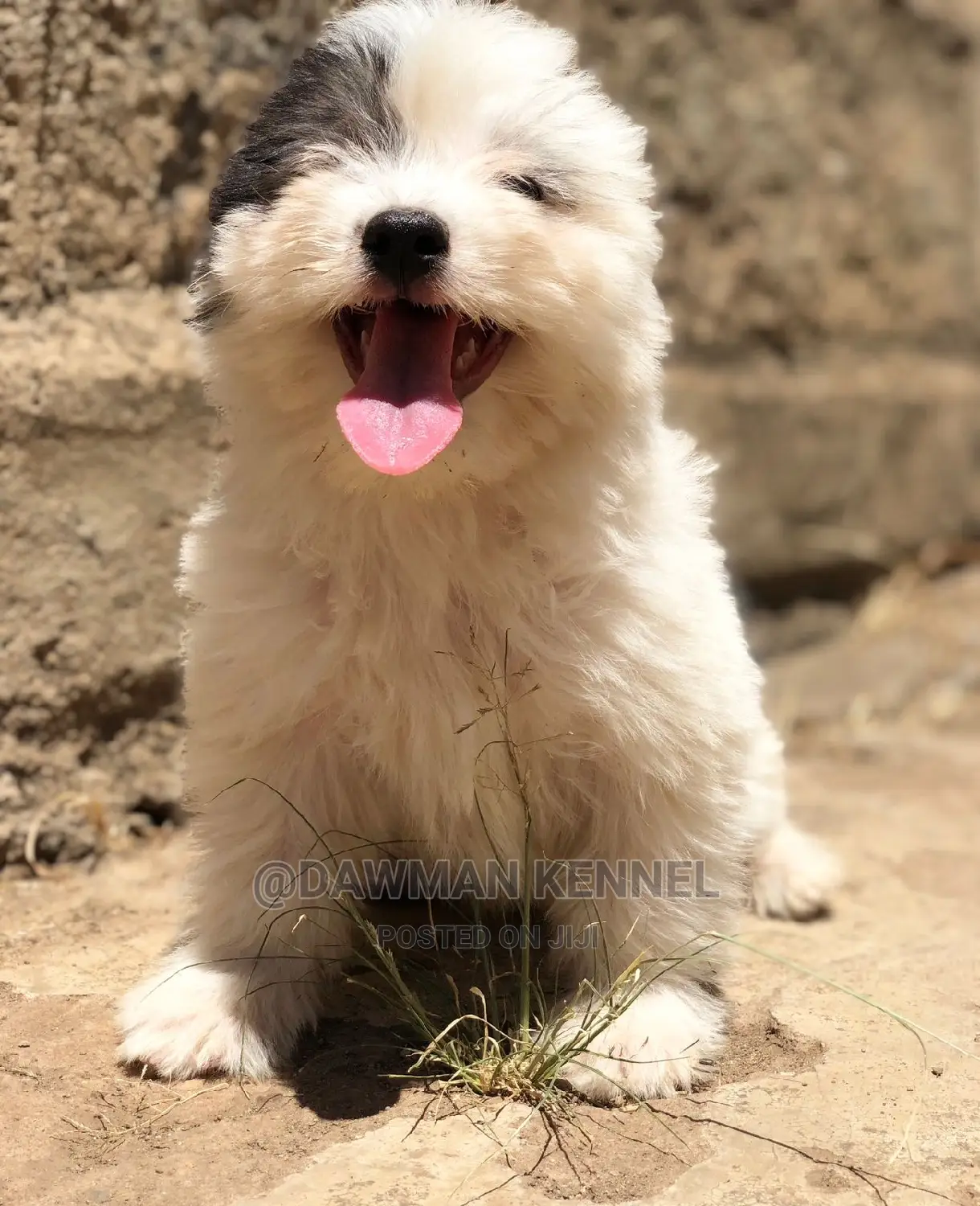 1-3 Months Male Purebred Havanese
