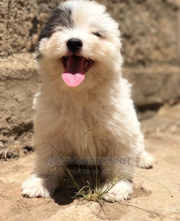 1-3 Months Male Purebred Havanese - main view