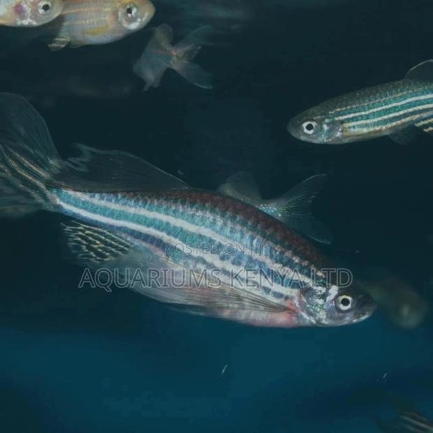 Danio, Zebra Fish, Aquarium Fish - main view