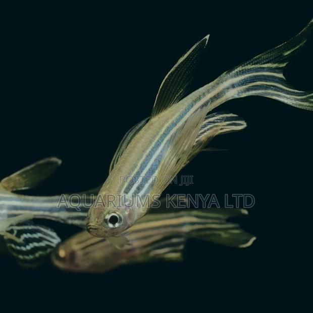 Danio, Zebra Fish, Ornamental Aquarium Fish. - main view