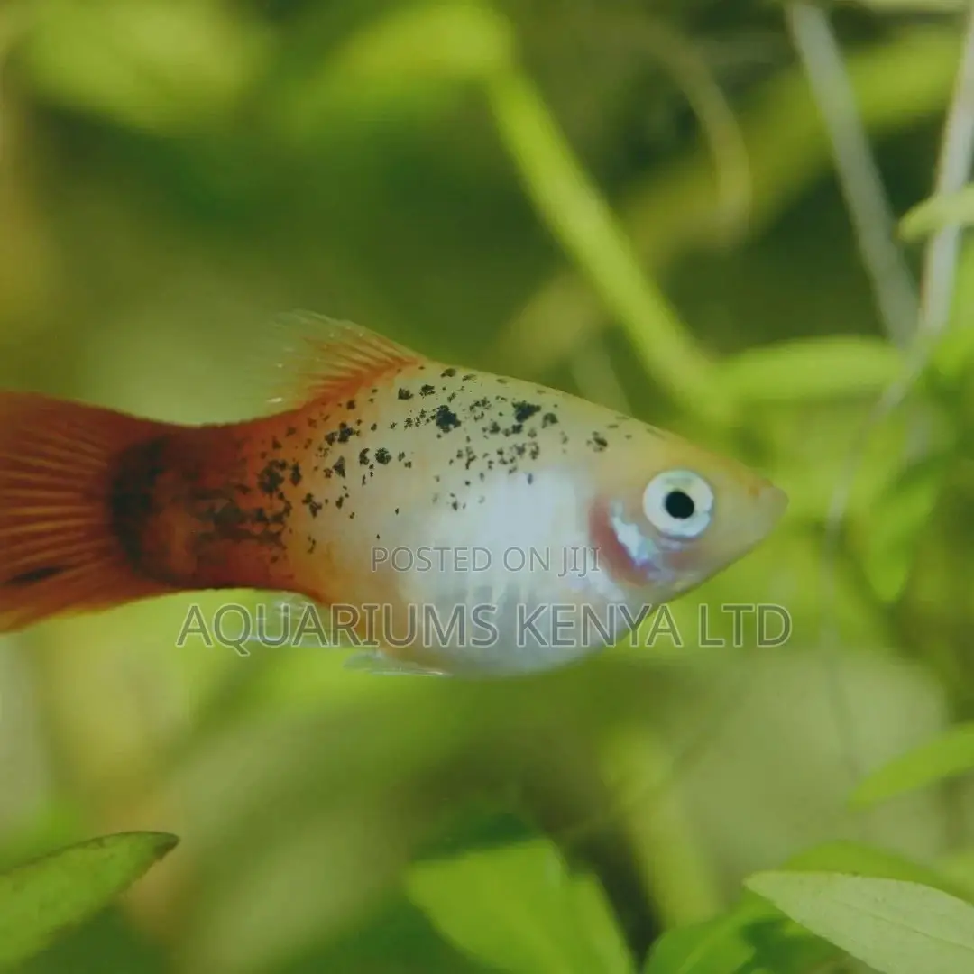 Colourful Platy Fish,Aquarium Fish