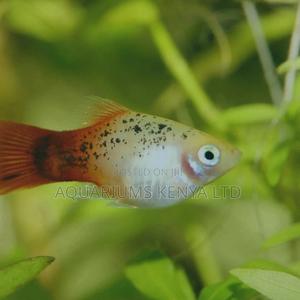 Colourful Platy Fish,Aquarium Fish - thumbnail 2