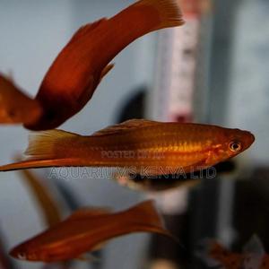 Swordtails, Aquarium Fish - thumbnail 2