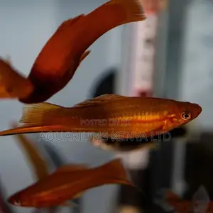 Swordtails, Aquarium Fish