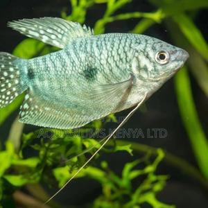 Honey Gouramis, Aquarium Fish - thumbnail 2