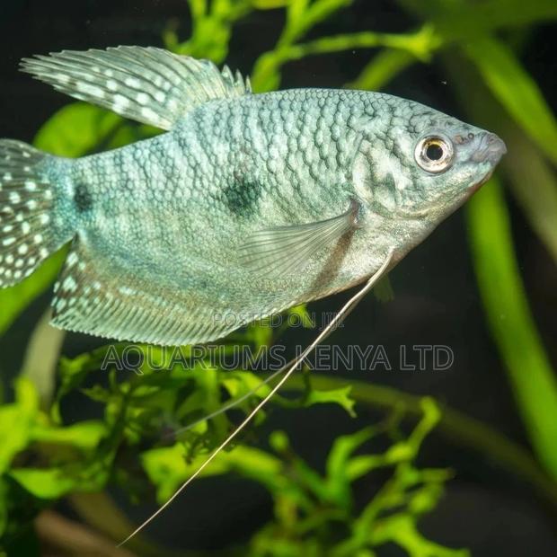 Honey Gouramis, Aquarium Fish - main view