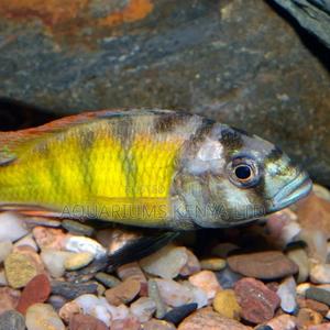 Cichlid Astatotilapia, Aquarium Fish - thumbnail 2