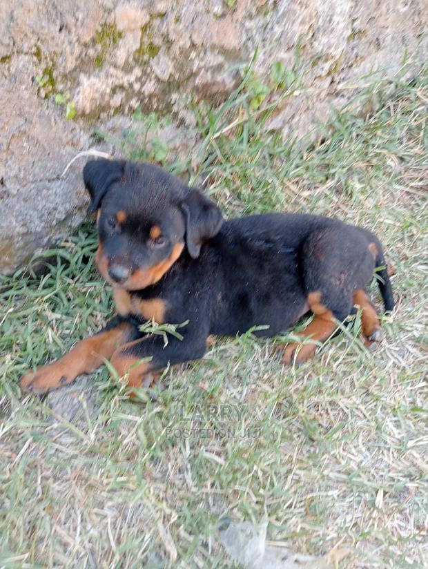 1-3 Months Female Purebred Rottweiler - main view