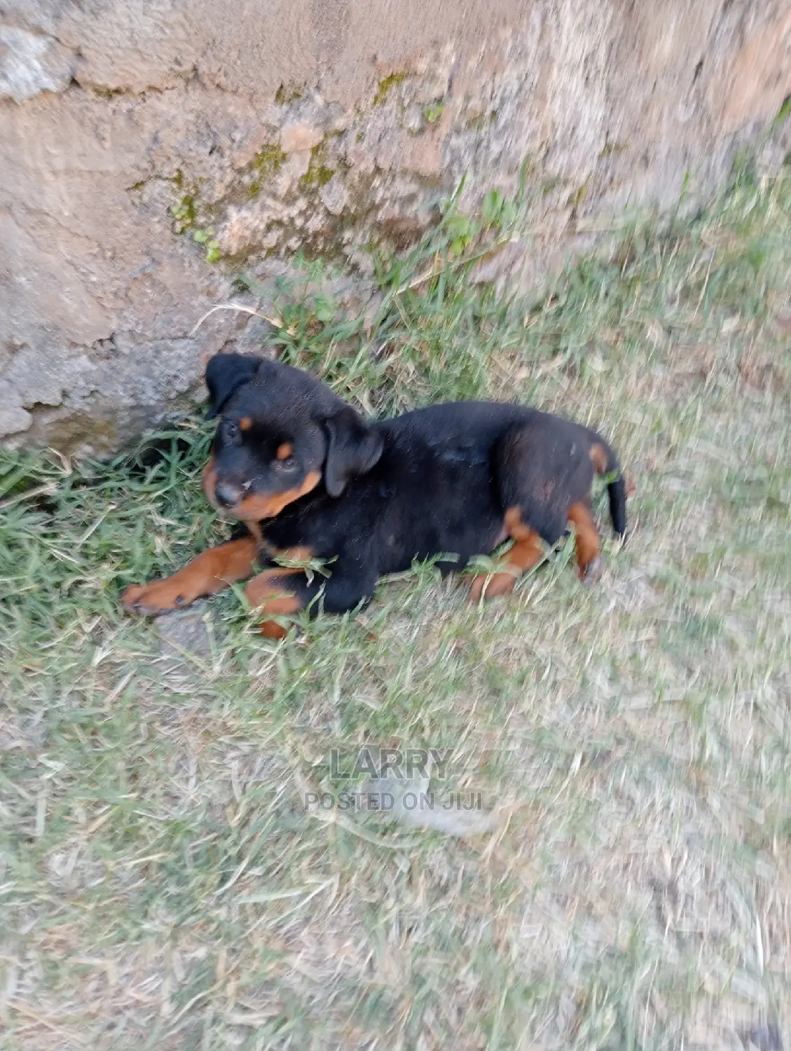 1-3 Months Female Purebred Rottweiler