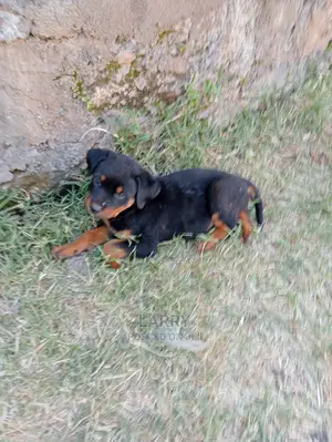 1-3 Months Female Purebred Rottweiler