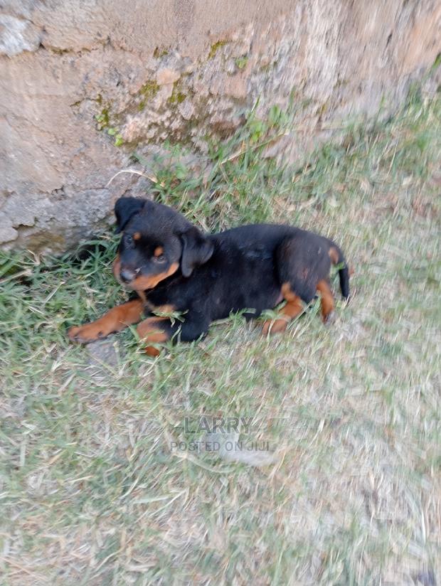 1-3 Months Female Purebred Rottweiler - thumbnail 4