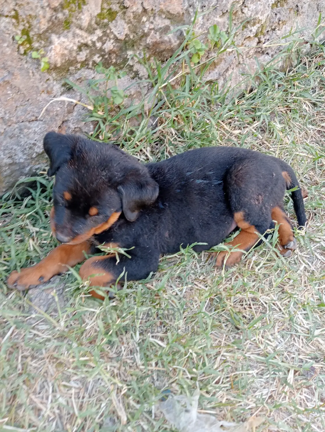 1-3 Months Female Purebred Rottweiler
