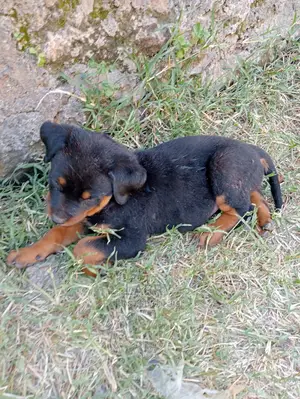 1-3 Months Female Purebred Rottweiler