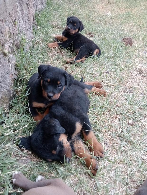 1-3 Months Female Purebred Rottweiler