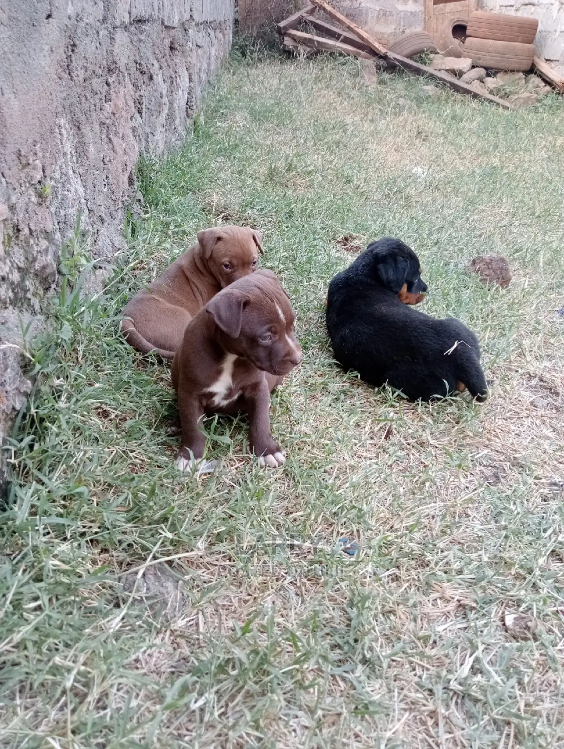 1-3 Months Female Purebred Rottweiler