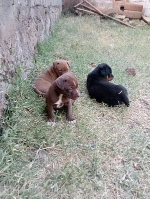 1-3 Months Female Purebred Rottweiler