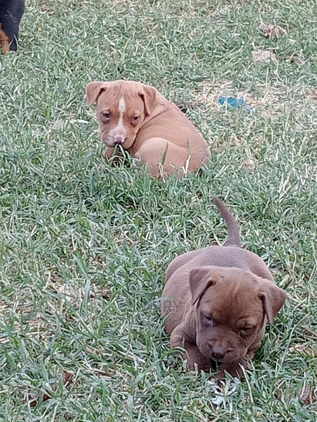 1-3 Months Female Purebred American Pit Bull Terrier - thumbnail 3