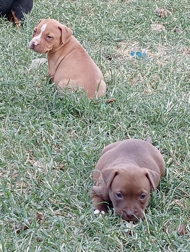 1-3 Months Female Purebred American Pit Bull Terrier - thumbnail 4