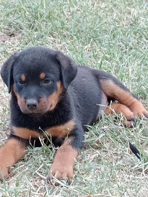 1-3 Months Female Purebred Rottweiler - thumbnail 2