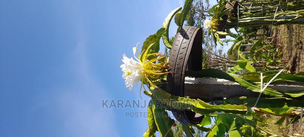 Dragon Fruit Seedlings - thumbnail 4