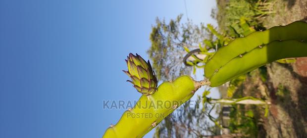 Dragon Fruit Seedlings - thumbnail 5