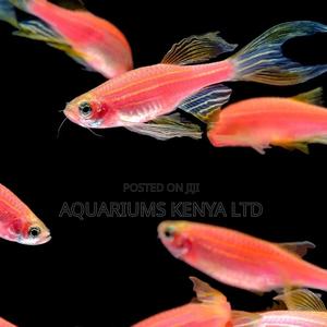 Danio Rario,Zebra Fish , Aquarium Fish - thumbnail 2