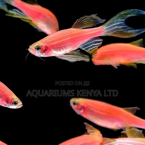 Danio Rario,Zebra Fish , Aquarium Fish - main view