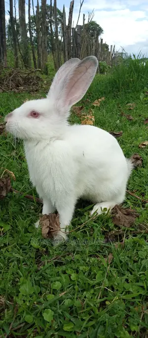 Hybrid Rabbits Available.Call