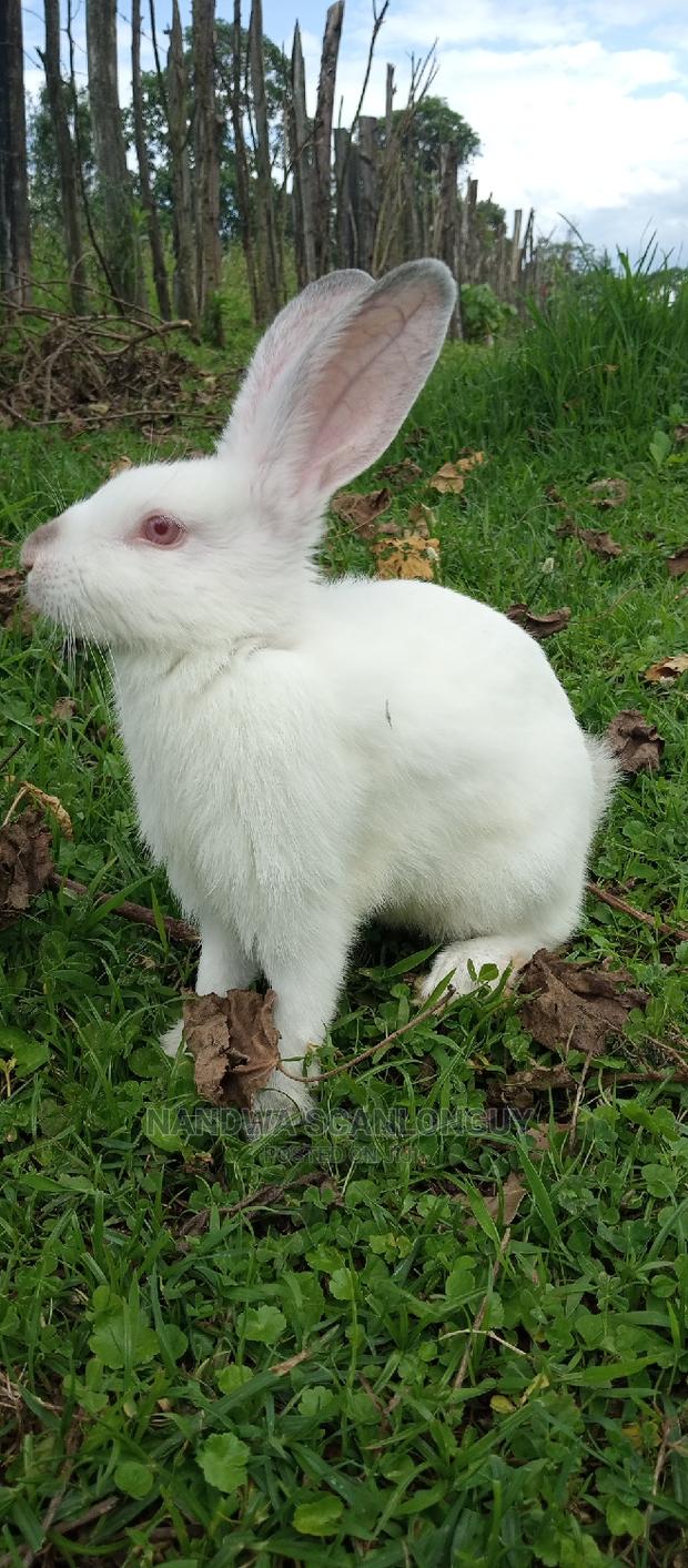 Hybrid Rabbits Available.Call - thumbnail 5