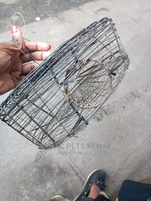 Mouse/Rat Traps