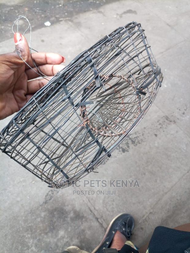 Mouse/Rat Traps - main view