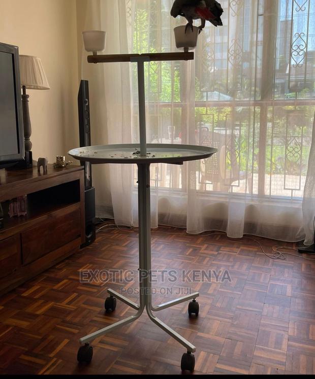 Parrot Stand - main view