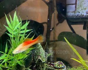 Swordtail Unique - thumbnail 2
