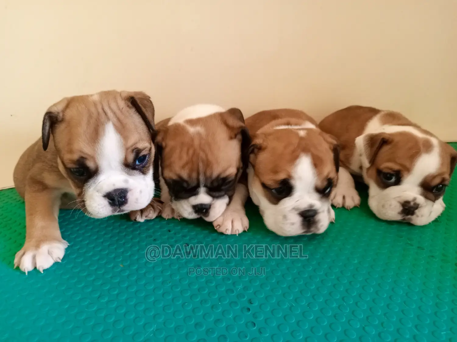 1-3 months Female Purebred Bulldog