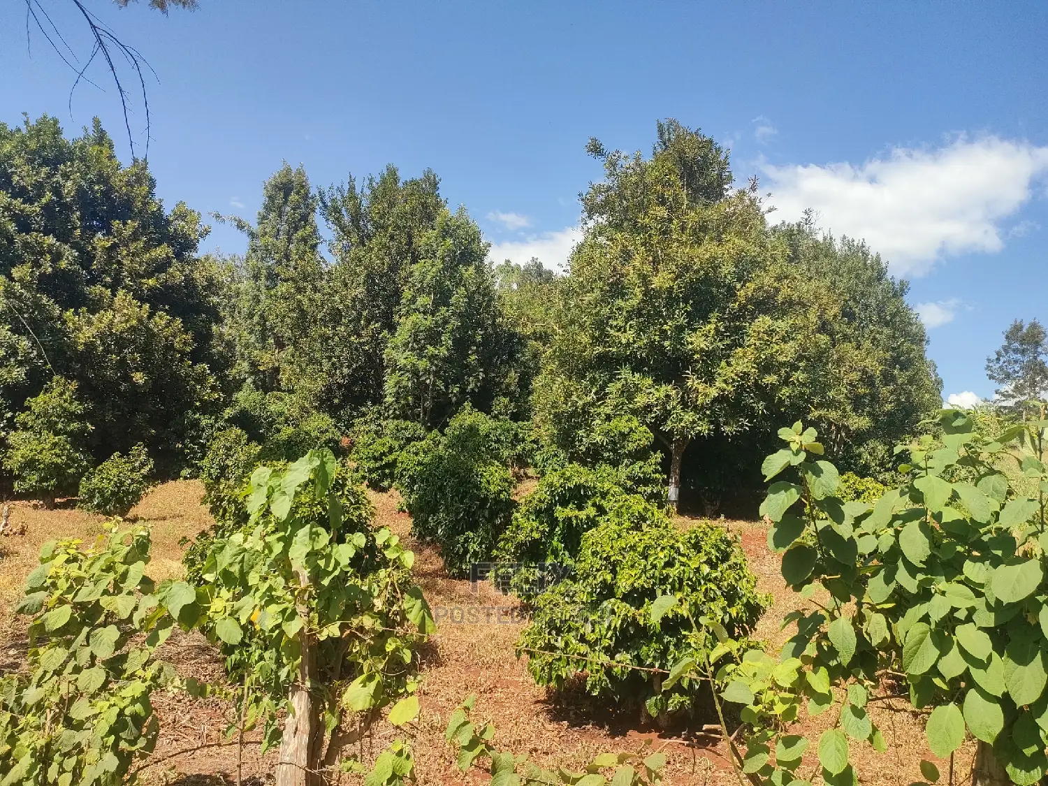 Karatina/Kianjogu 1 Acre