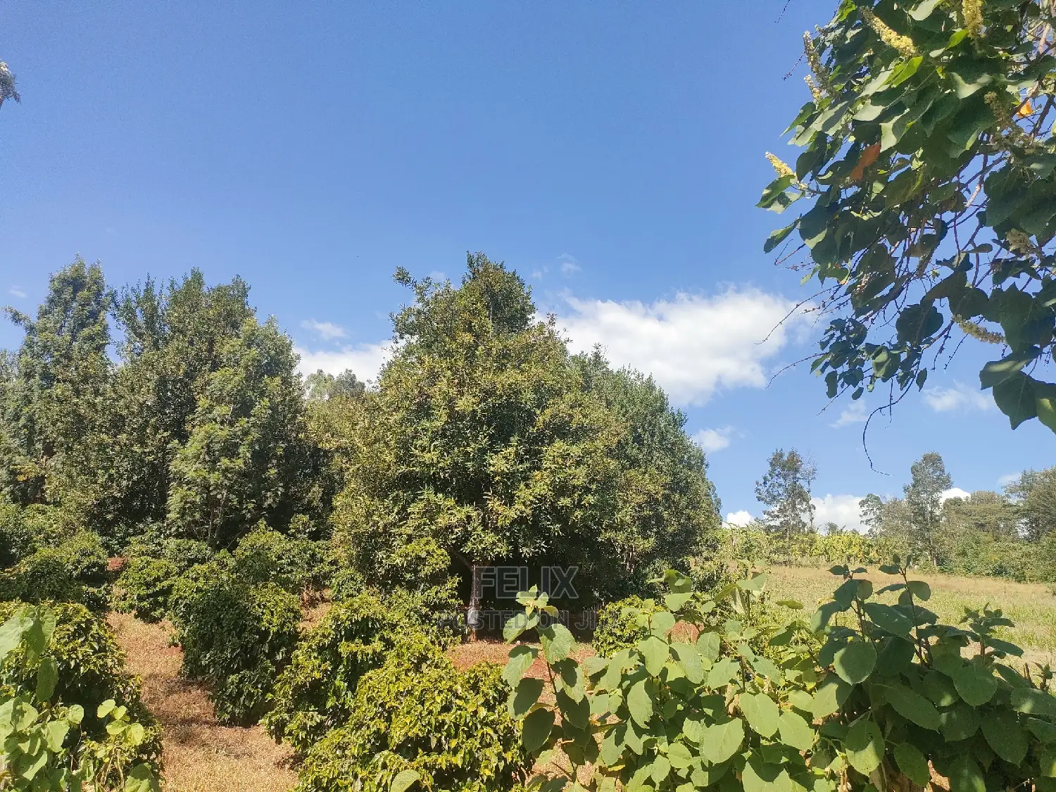 Karatina/Kianjogu 1 Acre
