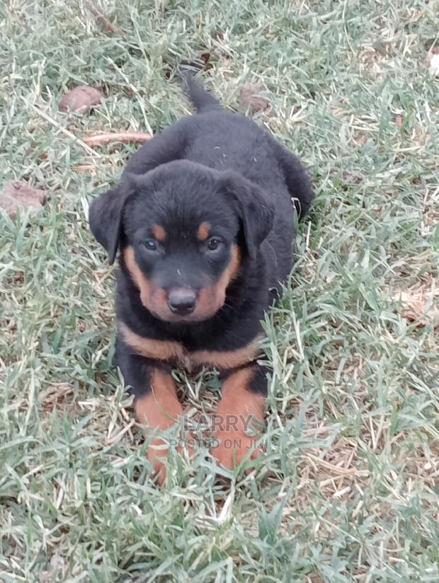 1-3 Months Female Purebred Rottweiler