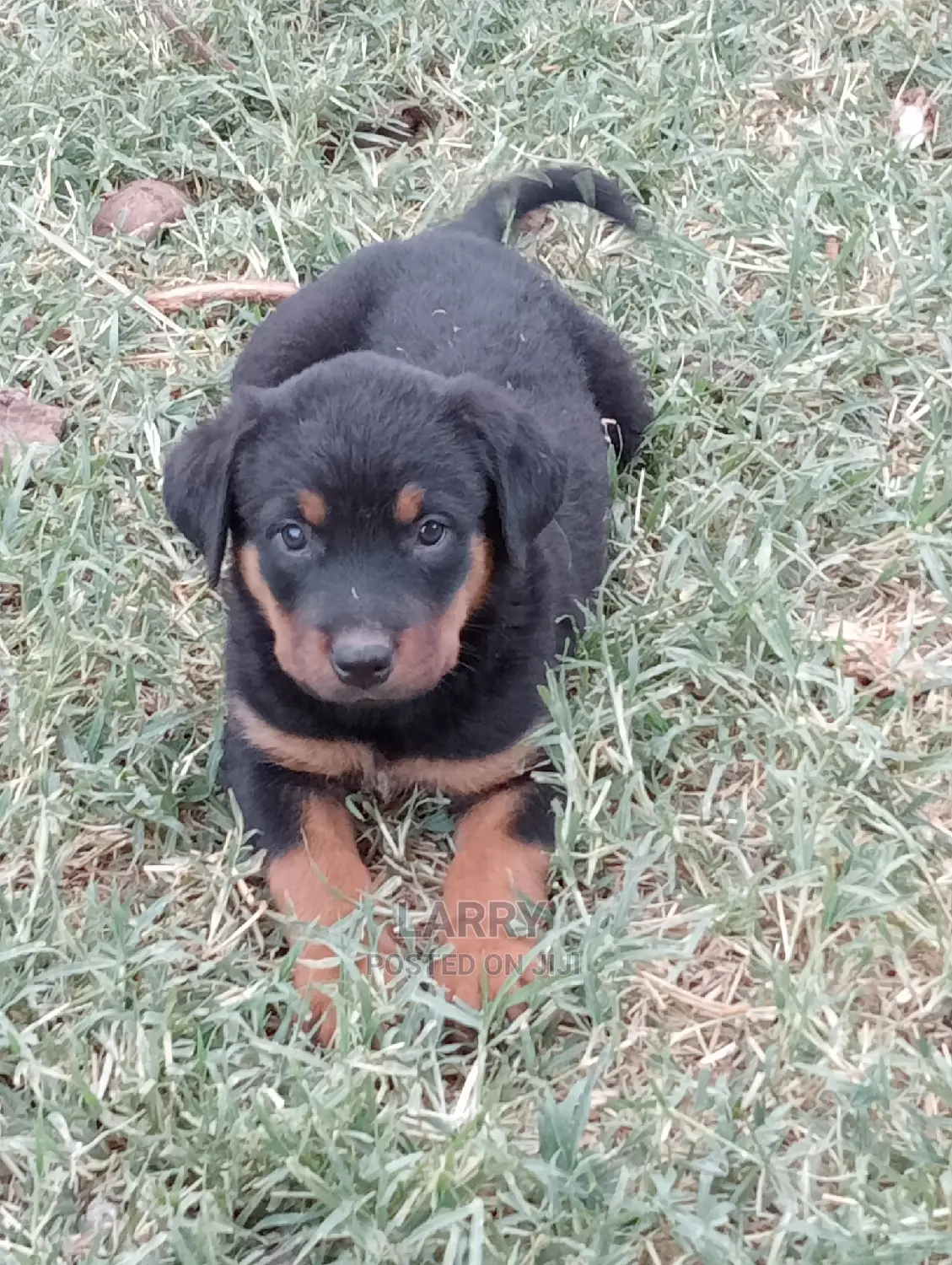 1-3 Months Female Purebred Rottweiler