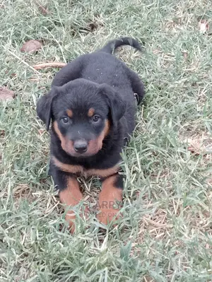 1-3 Months Female Purebred Rottweiler