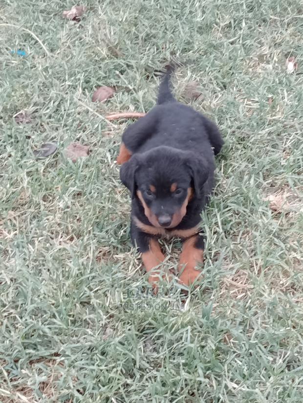 1-3 Months Female Purebred Rottweiler - thumbnail 4