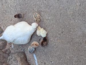 Mature Funtail - main view