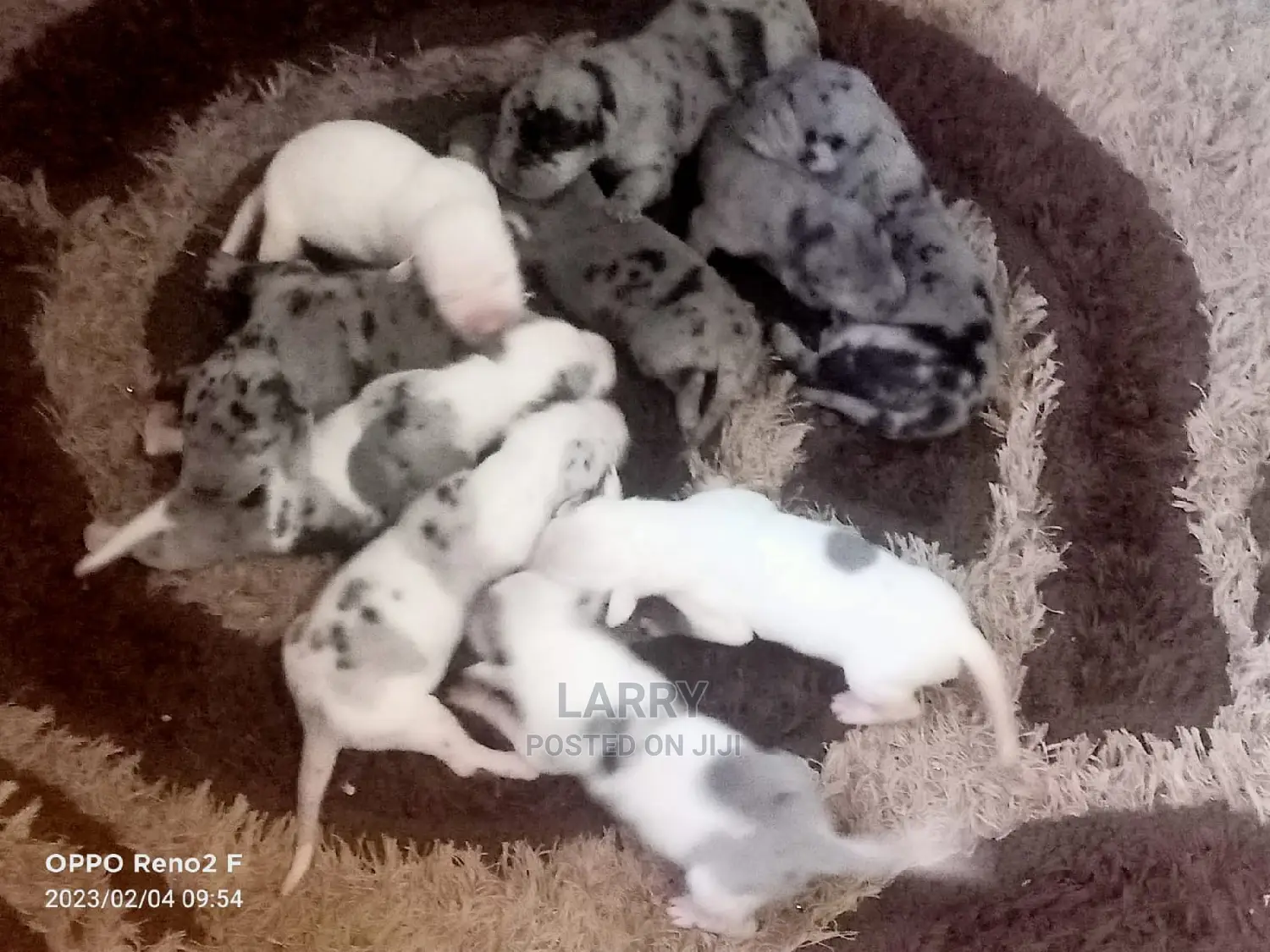 0-1 Month Female Purebred Great Dane