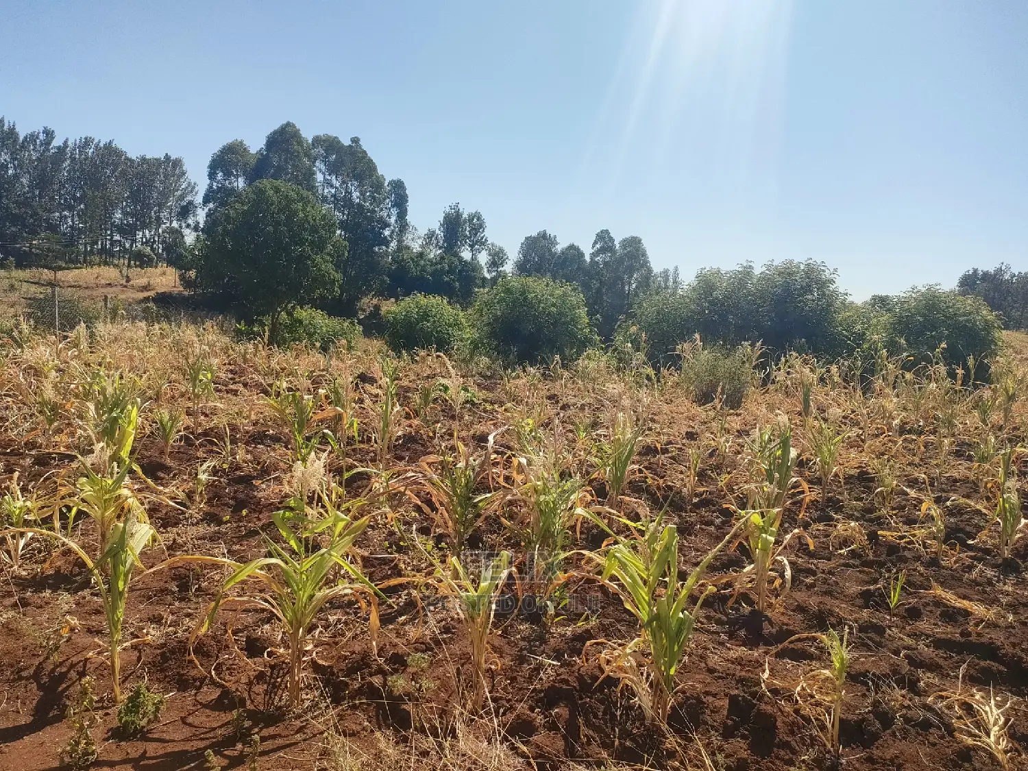 1/2 Acre Kiangwachi/Sagana Karatina Highway