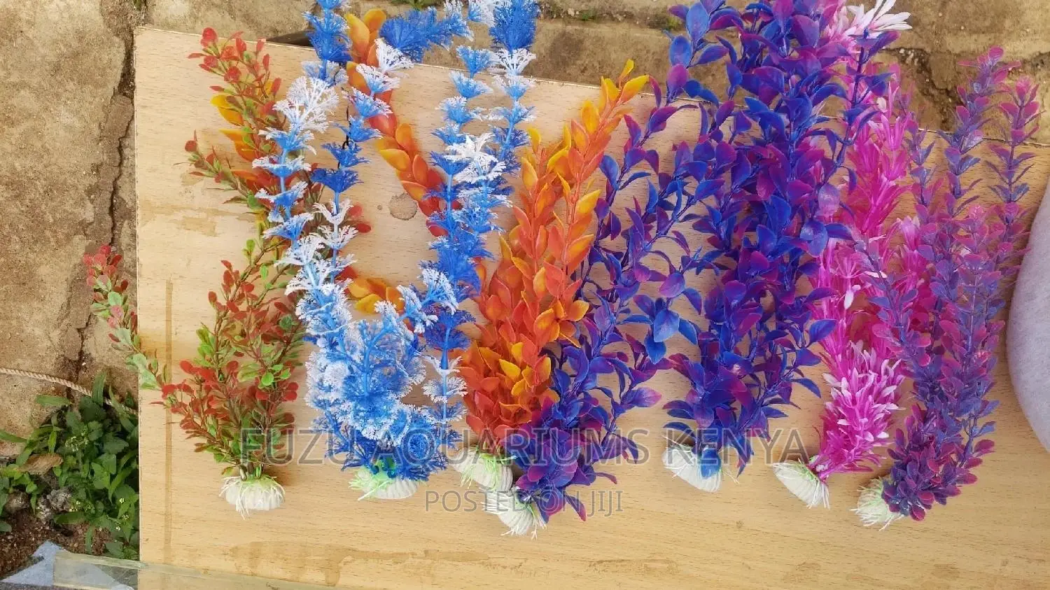 Plants for Aquarium