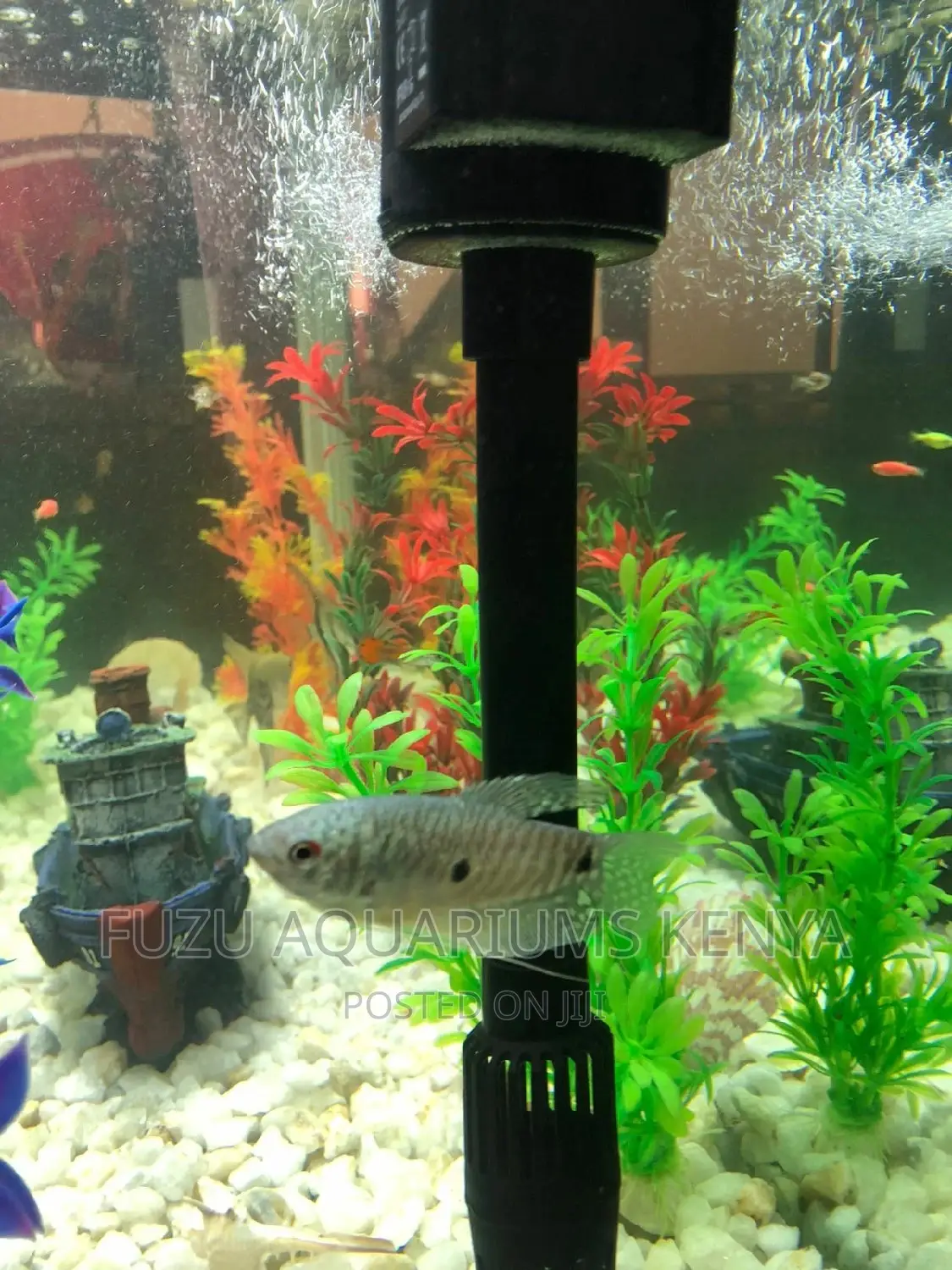 Gourami (Three Spot)