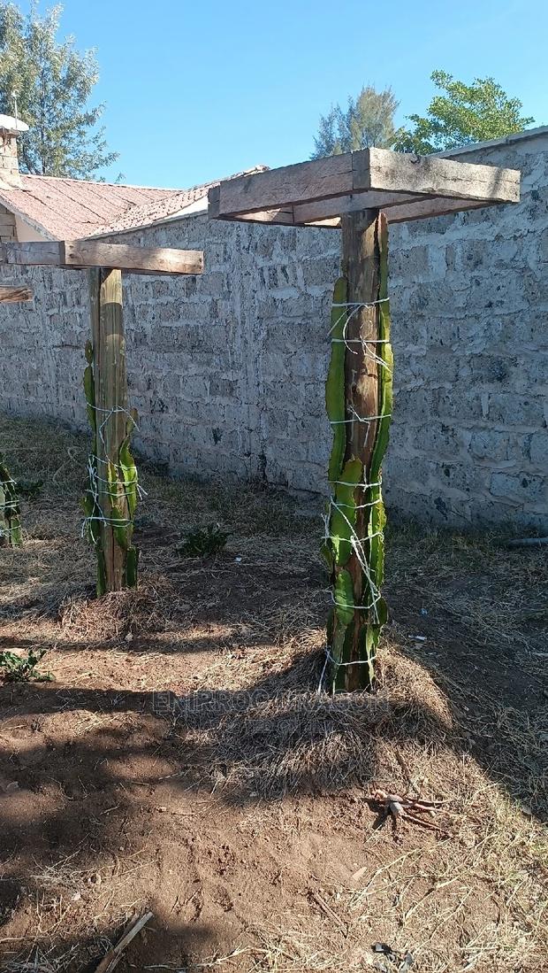 Moroccan Red Dragon Fruits Cuttings - thumbnail 9