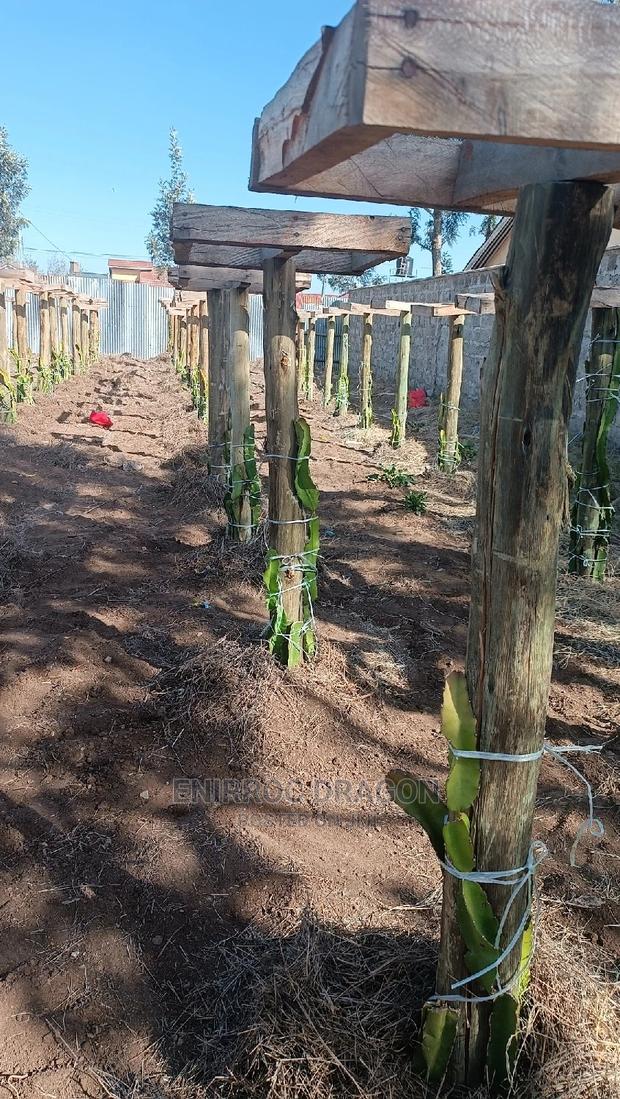 Moroccan Red Dragon Fruits Cuttings - thumbnail 10