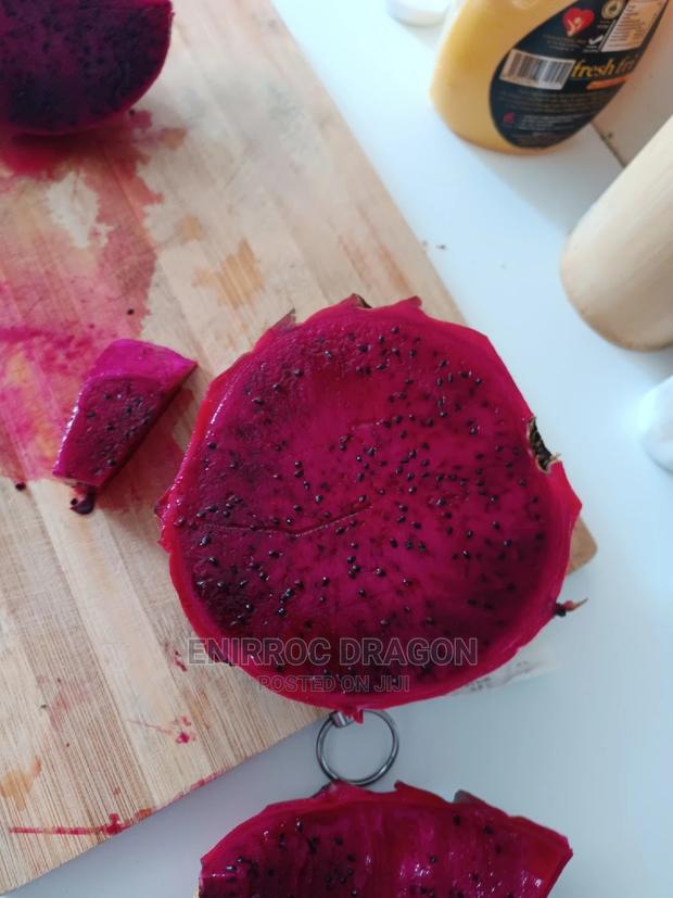 Moroccan Red Dragon Fruits Cuttings - thumbnail 11